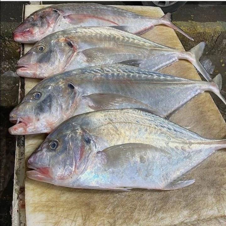 ماهی جش سفید / مقوا * وزن متغیر ۱۰ تا ۳۰ کیلو (پس کرایه)