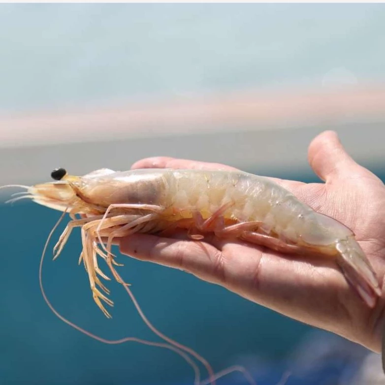 میگو دریایی بوشهر سایز 40-30 (میگو متوسط پرمصرف) | وزن متغیر ۱۰ تا ۳۰ کیلویی