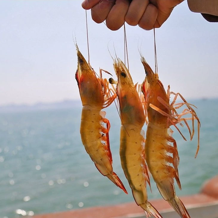 میگو دریایی بوشهر سایز 50-40 (میگو اقتصادی) | وزن متغیر ۱۰ تا ۳۰ کیلویی