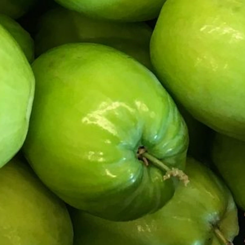 میوه کنار تازه (هندی/پیوندی)