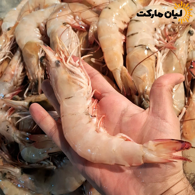 میگو دریایی بوشهر سایز 15-11 (شاه‌میگو درشت) | وزن متغیر ۱۰ تا ۳۰ کیلویی