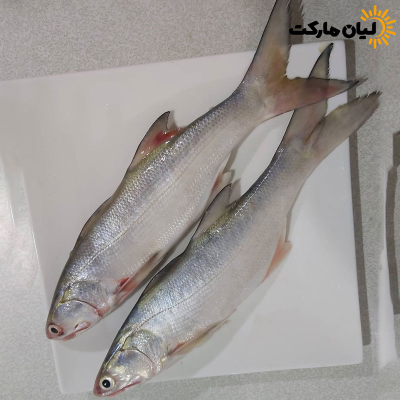 ماهی راشگو | وزن متغیر ۱۰ تا ۳۰ کیلو (پس کرایه)