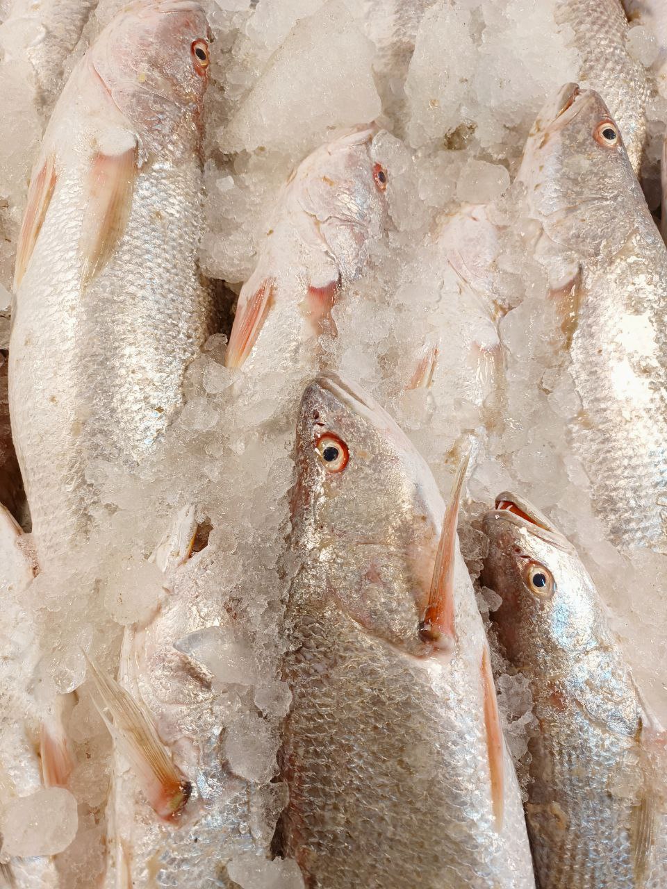 ماهی شوریده سفید* وزن متغیر 10 تا 30 کیلو (پس کرایه)