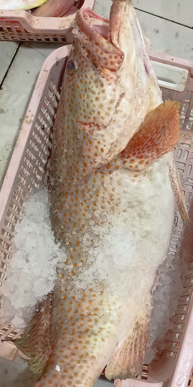 ماهی هامور سفید صادراتی* وزن متغیر 10 تا 30 کیلو (پس کرایه)