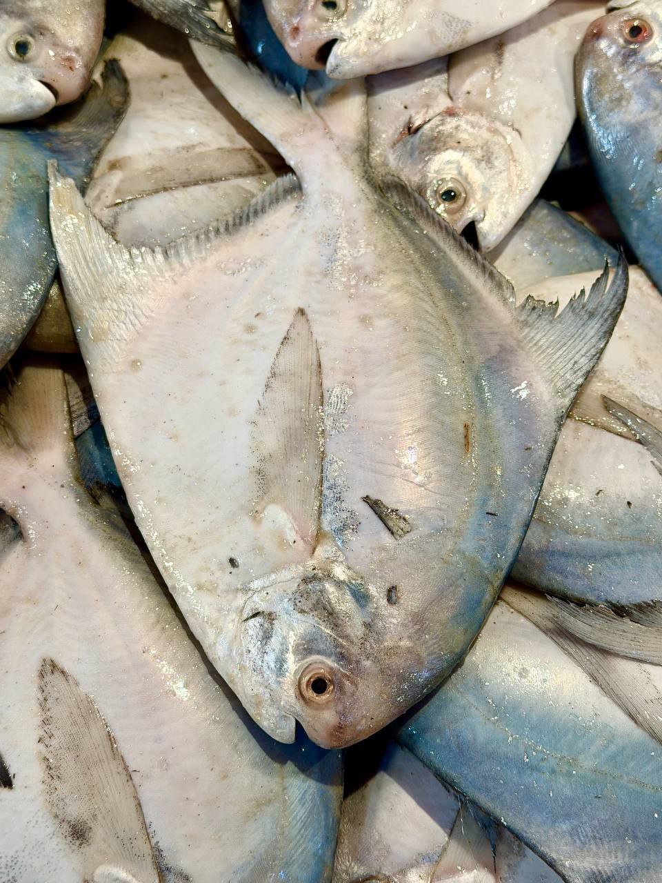 ماهی حلوا سفید صادراتی/ زبیدی* وزن متغیر 10 تا 30 کیلو (پس کرایه)