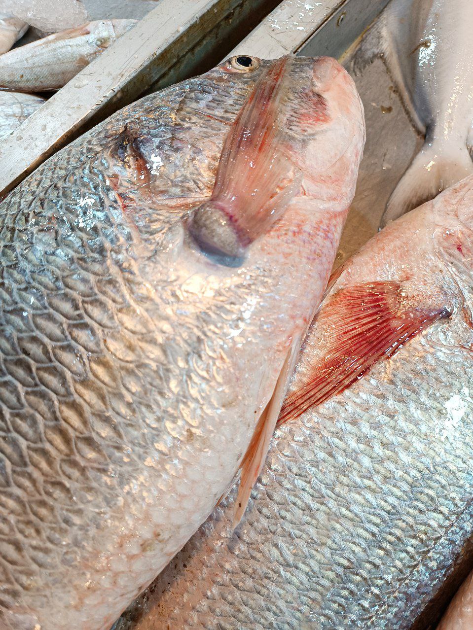 ماهی صبیتی * وزن متغیر 10 تا 30 کیلو (پس کرایه)