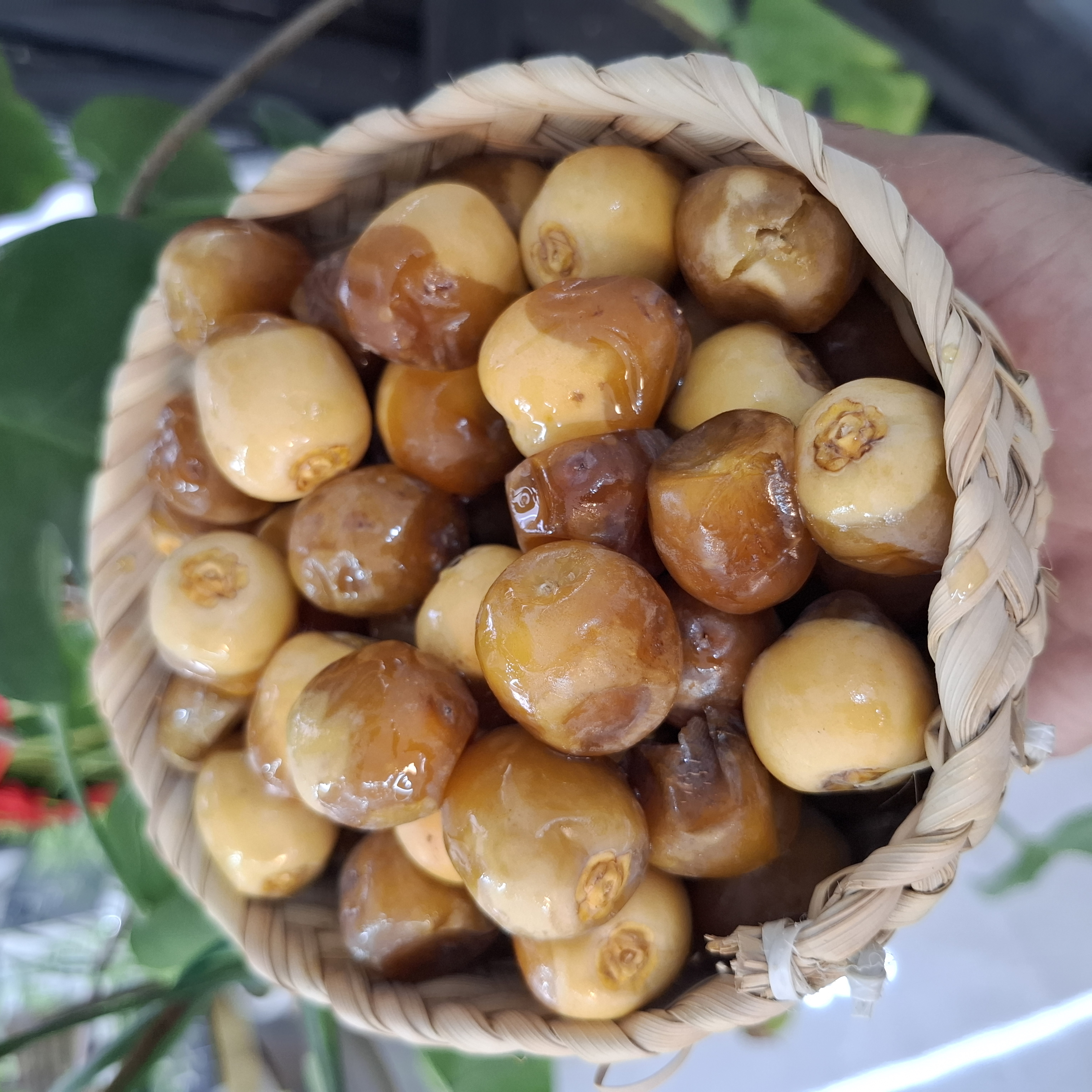 رطب برحی تازه