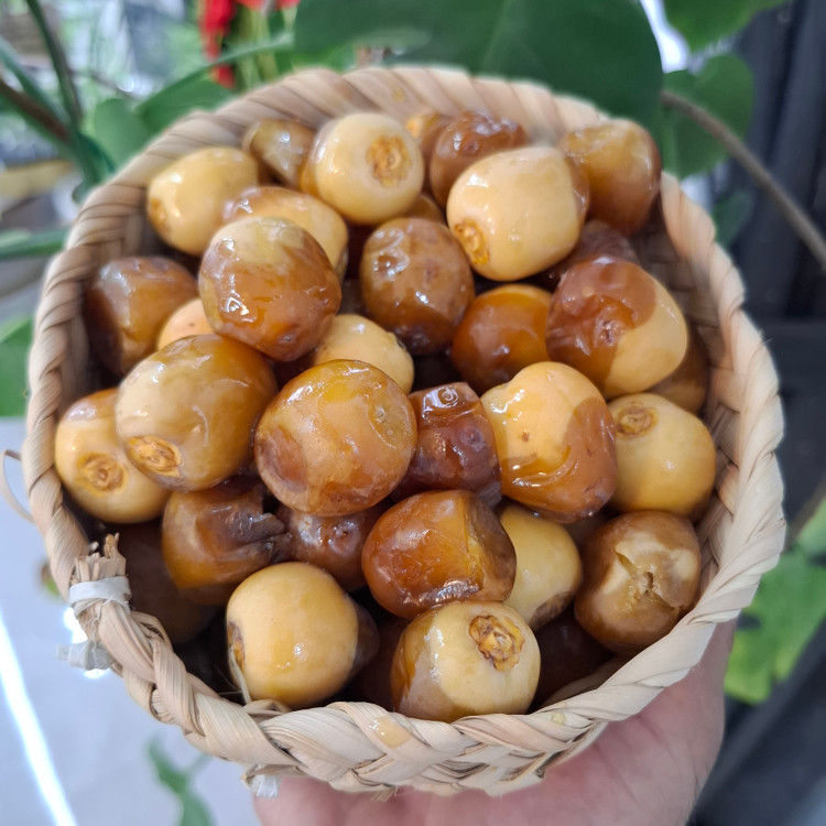 رطب برحی تازه